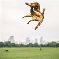 funny dog 2