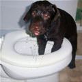 funny dog 4