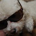 funny dog 4