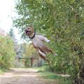 funny dog 4