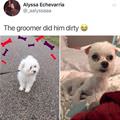funny dog 2