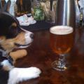 funny dog 5