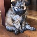 funny dog 3
