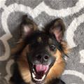 funny dog 2
