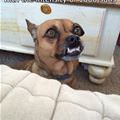 funny dog 3