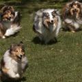 funny dog 5
