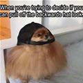 funny dog 5