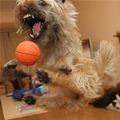 funny dog 3