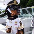 funny dog 2