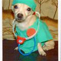 funny dog 2
