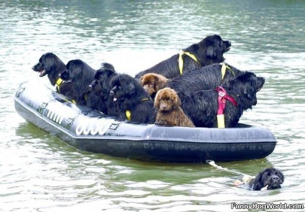The Dog Boat