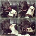 funny dog 5