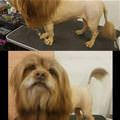 funny dog 2