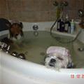 funny dog 5