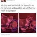 funny dog 4