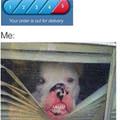 funny dog 5