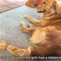funny dog 4