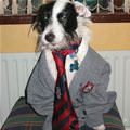 funny dog 3