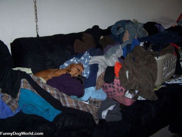The Laundry Dog