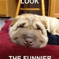 funny dog 5