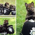 The Police Pup