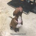 funny dog 4