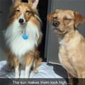 funny dog 4
