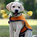 funny dog 5