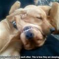 funny dog 4