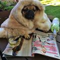 funny dog 4