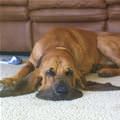 funny dog 5