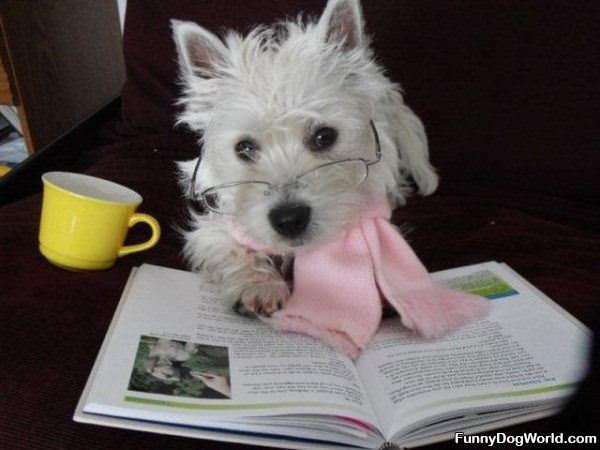 This Dog Is Smart