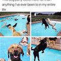 funny dog 2
