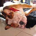 funny dog 2