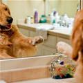 funny dog 1