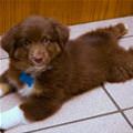 funny dog 4