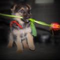 funny dog 3