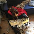funny dog 2