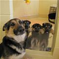 funny dog 5