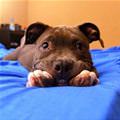 funny dog 4