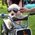 funny dog 4