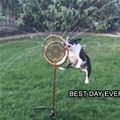 funny dog 3