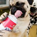 funny dog 5