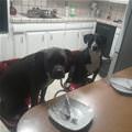 funny dog 1