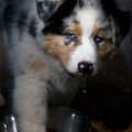 funny dog 4