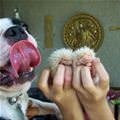 funny dog 1