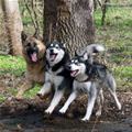 funny dog 3