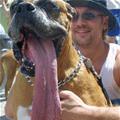 funny dog 4
