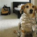 funny dog 2