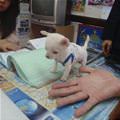 funny dog 2